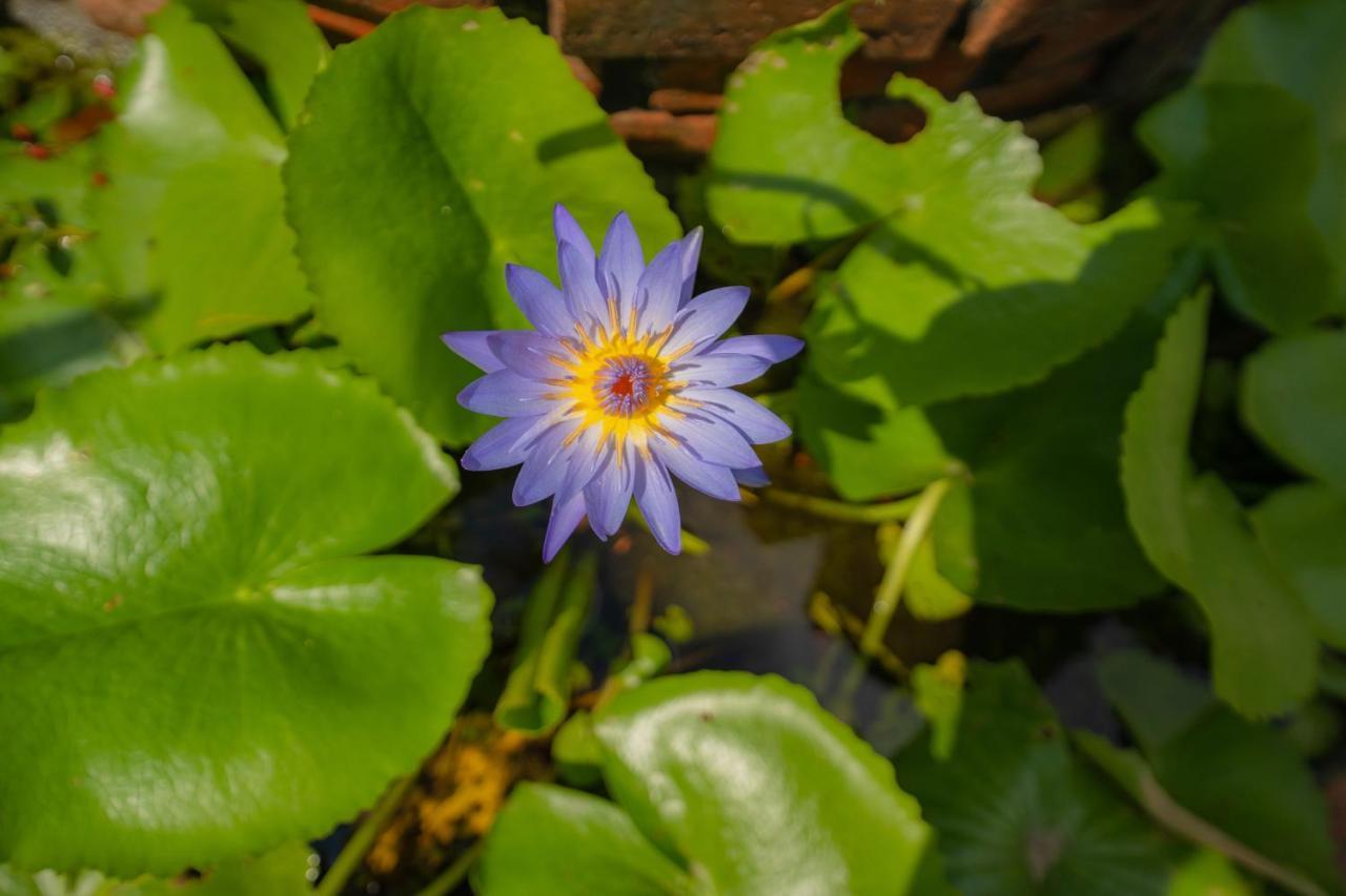 Strawberry Garden Homestay Hoi An Luaran gambar